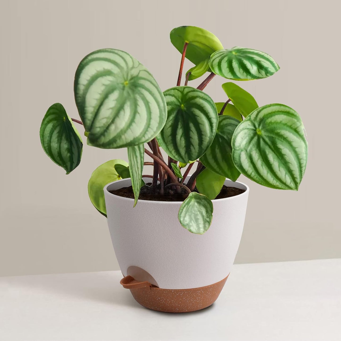 Giraffe Creation Plant Pots Set of 5 (10/9/8/7.5/7 inch), Self-Watering Indoor & Outdoor Flower Planters with Drainage Hole and Reservoir, White