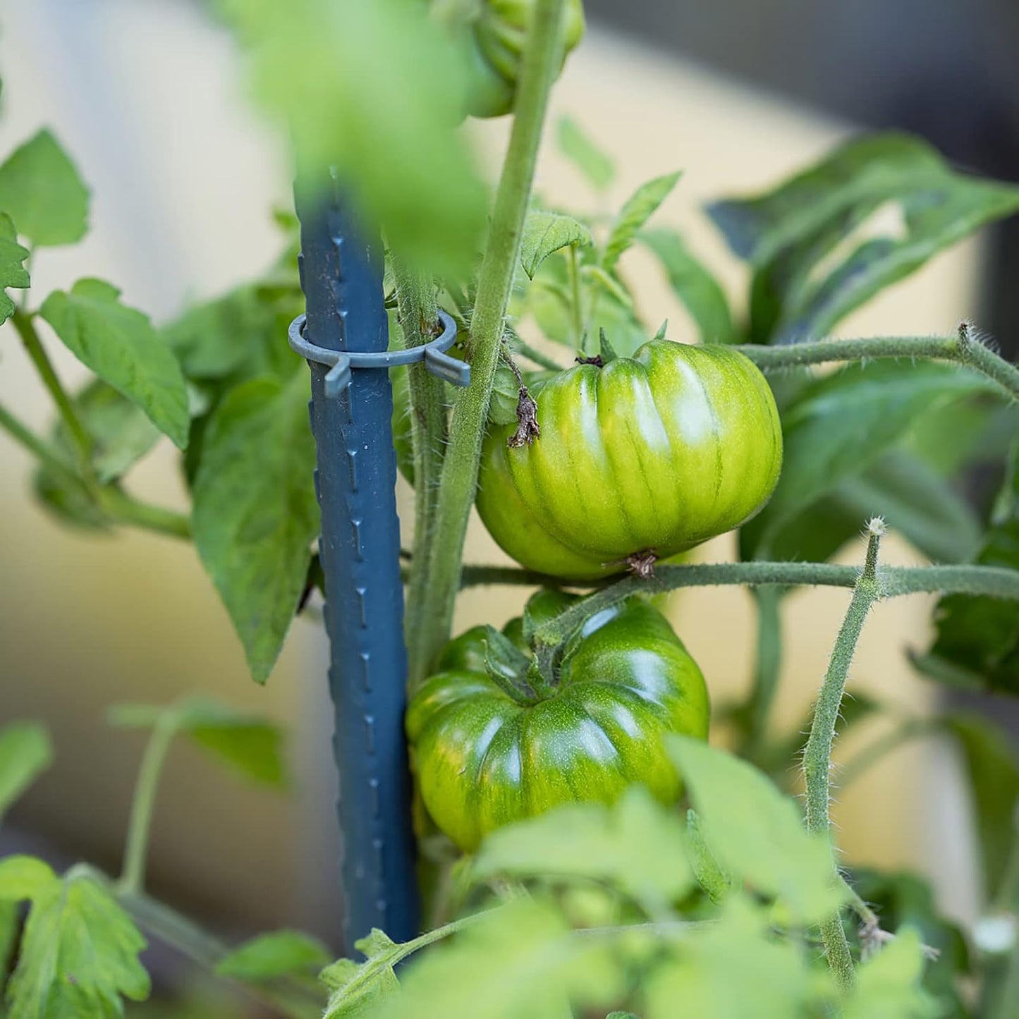 Garden Plant Stakes 36 Inch 3Ft Steel Plant Stick Support, 25 Pack Tomato Stakes for Growing Climbing Plants, Potted Plants, Tomatoes, Trees, Cucumber, Beans, Fences Poles