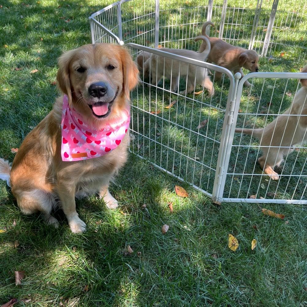 FXW Garden Fence Outdoor for The Yard – 24in(H) x 44.4ft(L) Heavy Duty Metal Animal Barrier for Dog and Rabbit, Decorative Dog Fence, 24 Panels, White